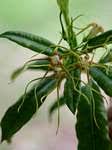 Image result for Strophanthus speciosus