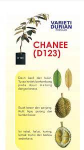 Video solusi menangani daun menguning tanaman durian merupakan tutorial cara mengatasi gejala daun muda berwarna pucat. Durian Chanee D123 W Shopee Malaysia