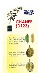 Video solusi menangani daun menguning tanaman durian merupakan tutorial cara mengatasi gejala daun muda berwarna pucat. Durian Chanee D123 W Shopee Malaysia