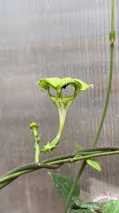 Image result for Ceropegia meyeri