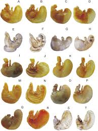 Enlarge and enhance pictures automatically using ai. Gross Stomach Morphology In Akodontine Rodents Cricetidae Sigmodontinae Akodontini A Reappraisal Of Its Significance In A Phylogenetic Context
