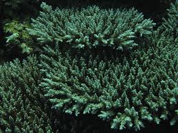 Image result for Selago coerulea