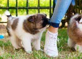 Puppy Biting Why Do Puppies Bite And How Can You Stop It Petmd