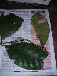 Image result for Landolphia camptoloba