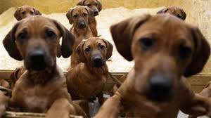 Learn about pet adoption options before adopting a pet. Okc Animal Shelter Hosting Dogtober Adoption Events