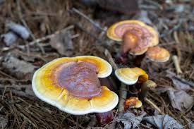 Image result for Ganoderma curtisii