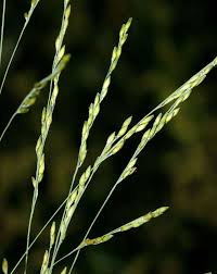 Image result for Panicum carneovaginatum