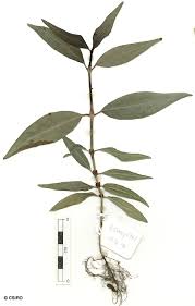 Image result for Psychotria ceratoloba