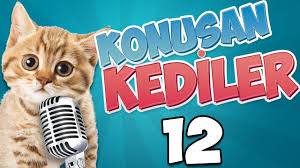 Konusan Kediler 12 En Komik Konusan Kediler Funny Talking Cat Youtube