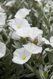 Image result for Convolvulus