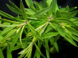 Image result for Pogostemon aquaticus