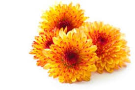 Maybe you would like to learn more about one of these? How To Send Flowers To Loved Ones During Their Hospital Stay Adrian Durban Florist