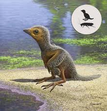 El Fosil De Un Pollo Hallado En Cuenca Arroja Luz Sobre La Evolucion De Las Aves