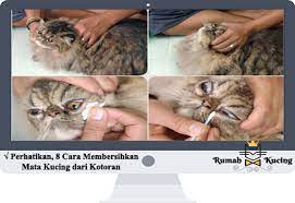 Ini adalah obat antibiotik, dalam keluarga penisilin, yang digunakan untuk pertumbuhan bakteri. Perhatikan 8 Cara Membersihkan Mata Kucing Dari Kotoran