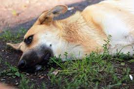 Que Significa El Vomito Amarillo En Perros Mis Animales Perros Adiestramiento Perros Perro Domestico