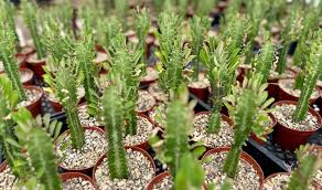 Image result for Euphorbia unicornis