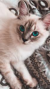Pin By Huseyin Ekici On All Wall Cute Cat Wallpaper Baby Cats Cute Animals