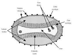 Monkeypox virus belongs to the orthopoxvirus genus in the family poxviridae. About Orthopoxviruses Orthopoxviruses