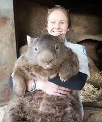 The World S Oldest Wombat Is A 29 Year Old Virgin And He Doesn T Care Wombat Animals Cute Animals