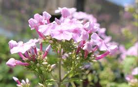 There are many varieties of roses; June Garden Tips Faddegon S Nursery Inc