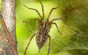 Let us come by and inspect your home free of charge to properly identify your pest problem. The Eliminator Pest Control Service Inc What S Buggin You