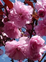 Check spelling or type a new query. Prunus Royal Burgundy Japanese Flowering Cherry Small Trees For Garden Prunus Japanese Flowering Cherry
