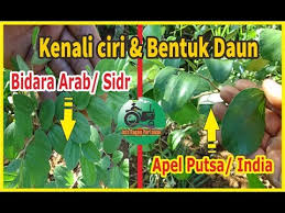 Pada pembahasan kali ini saya. Bentuk Dan Ciri Ciri Daun Bidara Arab Sidr Dengan Apel Putsa India Youtube