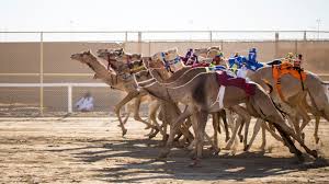 Even if there are no races, visitors are welcome to stop by the track every day at 9. Raising Dust In The Desert Qatar S Camel Races Living 2022