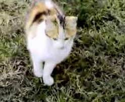 Sevimli Kedi Miyavliyor Youtube