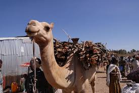 Camels have long been domesticated and, as livestock, they provide food (milk and meat) and the wild bactrian camel is a separate species and is now critically endangered. Hd Wallpaper Animals Camel Africa Ethiopia Animal Themes Mammal Domestic Animals Wallpaper Flare