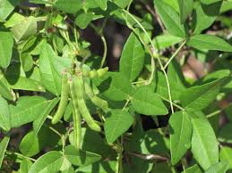 Image result for Vigna oblongifolia