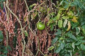 Maybe you would like to learn more about one of these? Plantanswers Plant Answers Root Knot Nematodes In Gardens