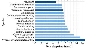 Compared To Other Primates Humans Get Little Sleep