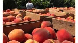 Peach Fest at Flinchbaugh's Orchard