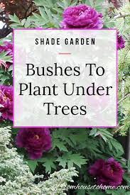 Shade Loving Shrubs The Best Bushes To Plant Under Trees Gardening From House To Home Shade Loving Shrubs Shade Garden Plants Plants Under Trees