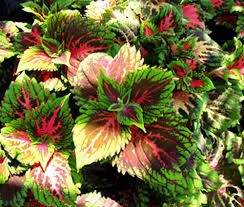 Image result for Coleus tetragonus