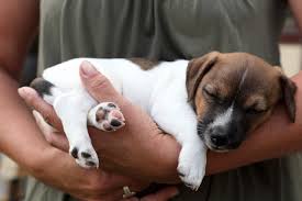 .puppy first night crate training | puppy first night tips #dogtraining #puppytraining #puppies. First Night With Your Puppy Dog Training Nation