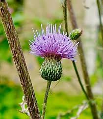 Image result for Cirsium