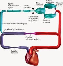 Cerebrospinal Fluid Functions Introduction Composition