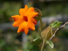 We did not find results for: Thunbergia Gregorii Wikipedia