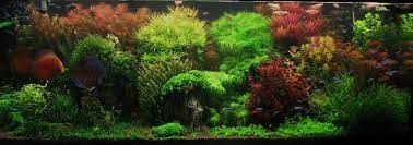 These aquariums are not designed to look pretty but to recreate exactly, a particular habitat, which while your initial focus in creating an aquascape design will be on the plants and the appearance hopefully, these top five design ideas will have fired your imagination to start aquascaping in your. Top 5 Modern Aquascaping Designs For Your Freshwater Fish Aquarium Aquariumstoredepot