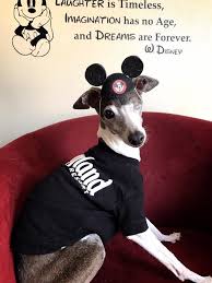 Not sure what pet is right for you? Italian Greyhound Puppies For Sale Nj