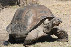 The Galapagos Turtles Are Some Of The Oldest Living Turtles In Existence Turtle Facts Galapagos Tortoise Animals