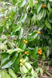 Image result for Suregada