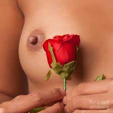 Red rose naked