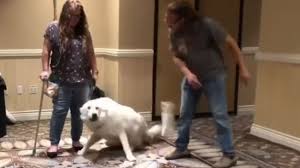 Maybe you would like to learn more about one of these? Jeff Gellman Criticism Of Us Dog Trainer Ahead Of Perth Seminar Bbc News