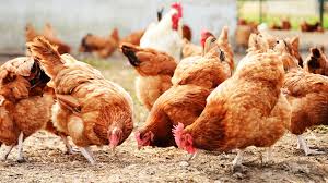 Select the subjects you want to know more about on euronews.com. Bird Flu Third Outbreak Detected In England Cull Begins And Control Zones In Place Uk News Sky News
