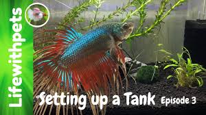 Despite the fact that bettas are often sold in tiny bowls, your betta fish needs a regular aquarium with the proper. Top 10 Frequently Asked Questions About Betta Fish