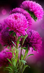 Flowers are one of the most beautiful creations of nature. Jabrty Amazing Flowers Beautiful Flowers Pretty Flowers