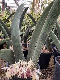 Image result for Sansevieria hallii